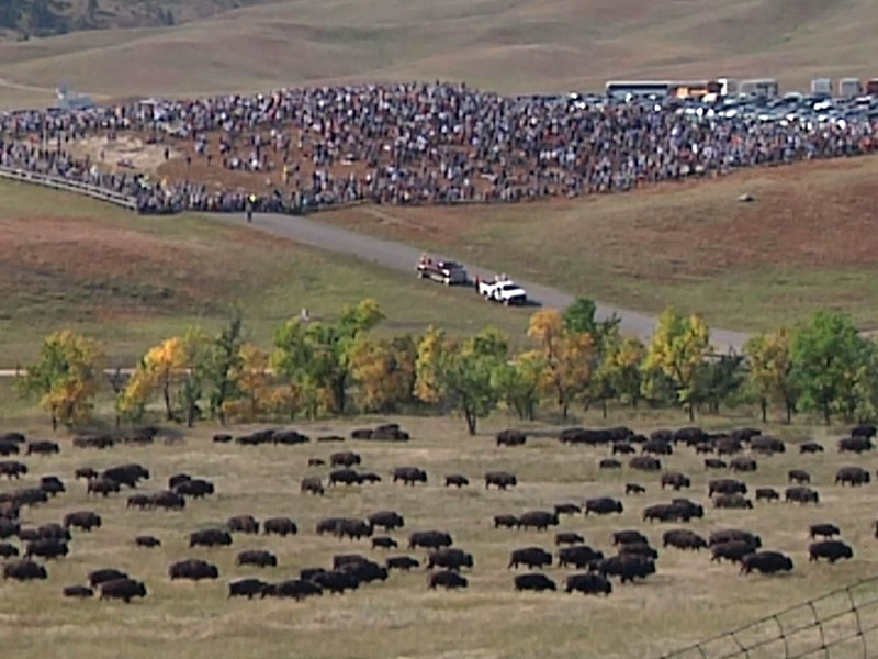 Park Rumbles During Annual SD Buffalo Roundup