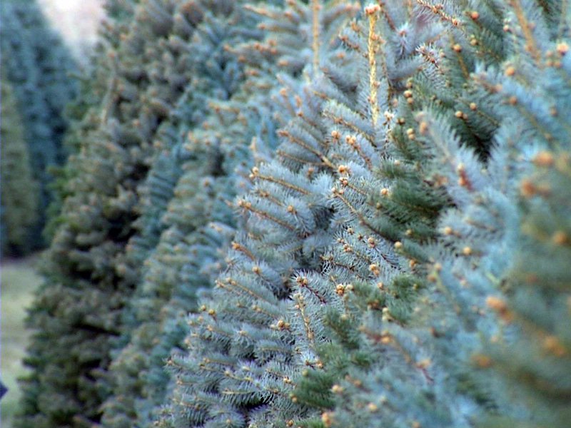 rapid city officials open christmas tree drop off sites rapid city officials open christmas tree drop off sites
