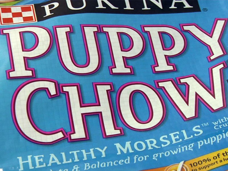 keloland puppies keloland tv holding cat food drive keloland puppies keloland tv holding cat food drive