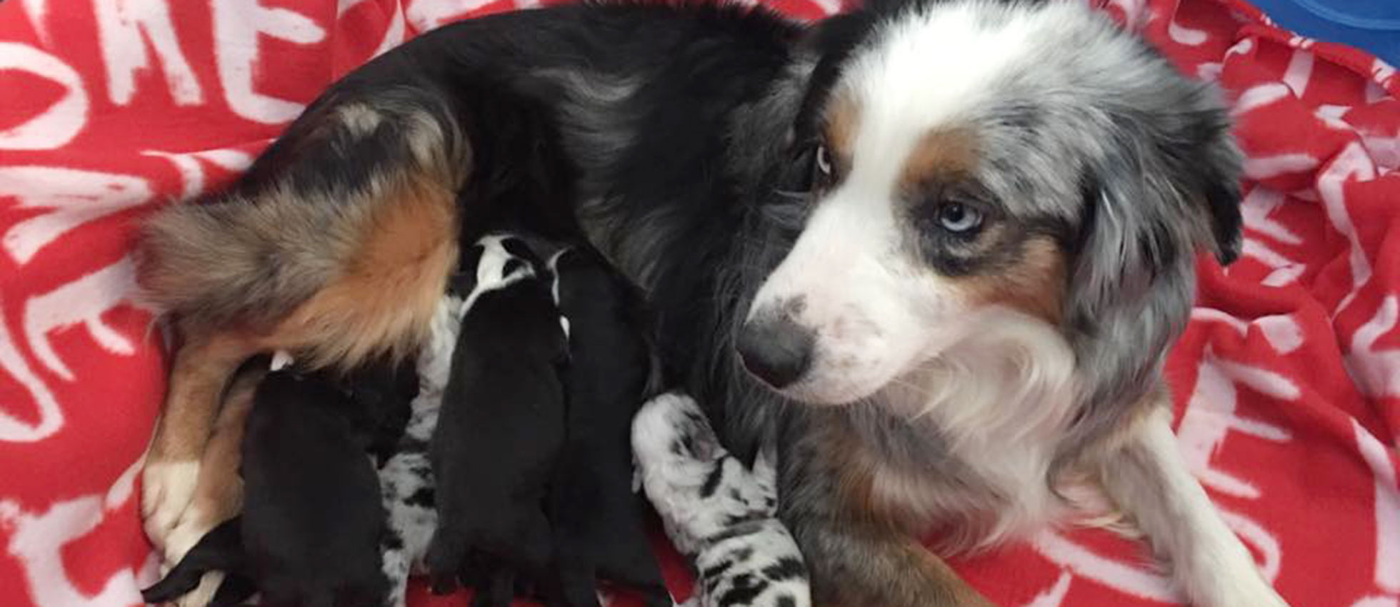 keloland puppies dogs in animal seizure puppies keloland puppies dogs in animal seizure puppies