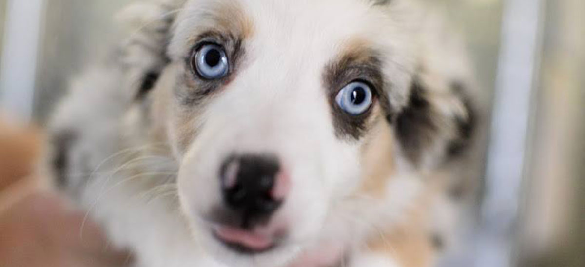 keloland puppies popular puppies in demand at rapid city based humane society keloland puppies popular puppies in demand at rapid city based humane society