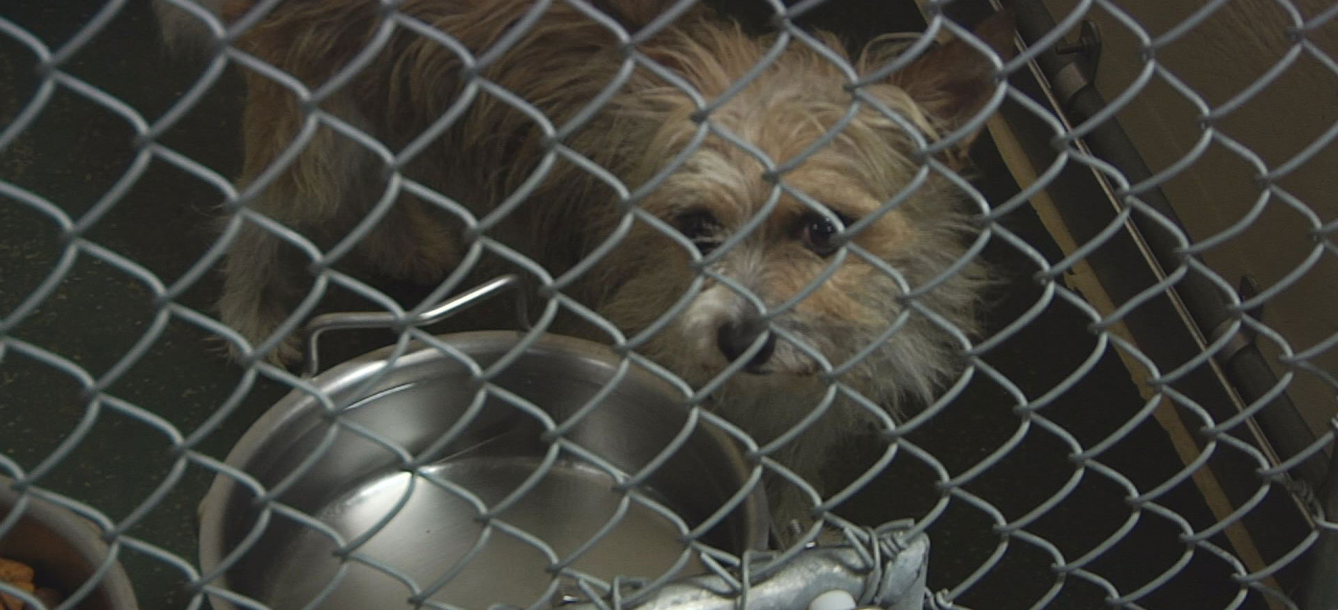 sioux falls humane society dogs kelo tv holding pet food drive for sioux falls area humane society sioux falls humane society dogs kelo tv holding pet food drive for sioux falls area humane society