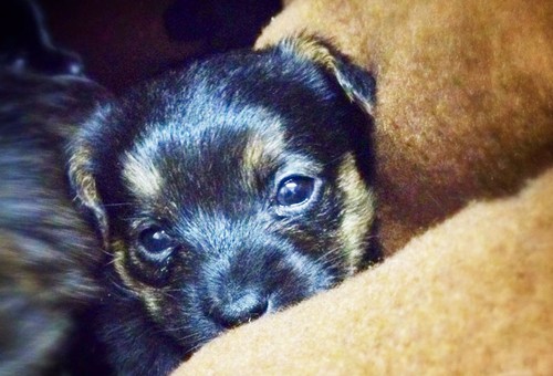 keloland puppies sd penitentiary parole pups program steps up for orphaned puppies keloland puppies sd penitentiary parole pups program steps up for orphaned puppies